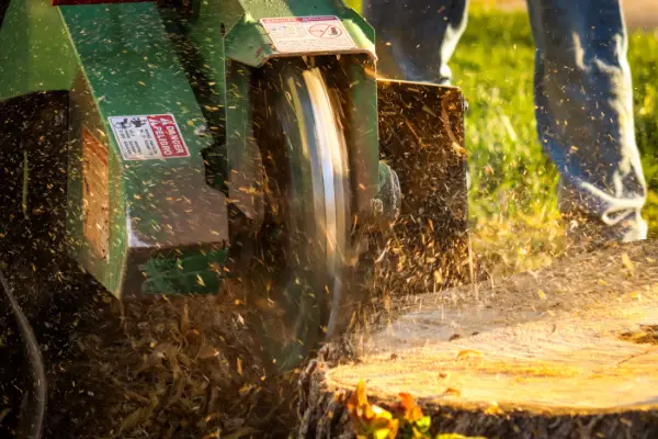 Stump grinder cutting a tree stump
